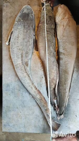 Налим Ямальский. Свежемороженый