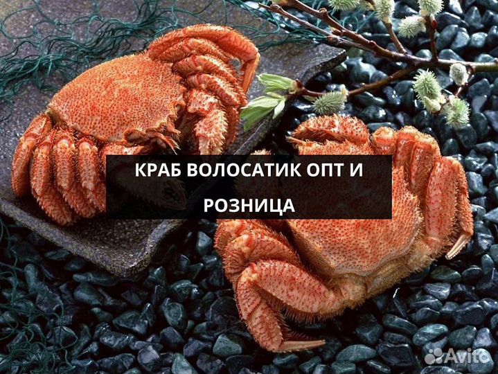 Краб Волосатик опт
