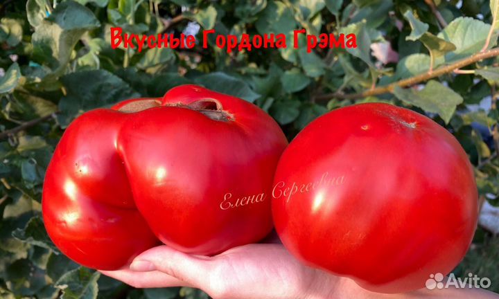 Семена томатов (2)