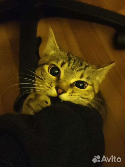 Кошка ищет дом