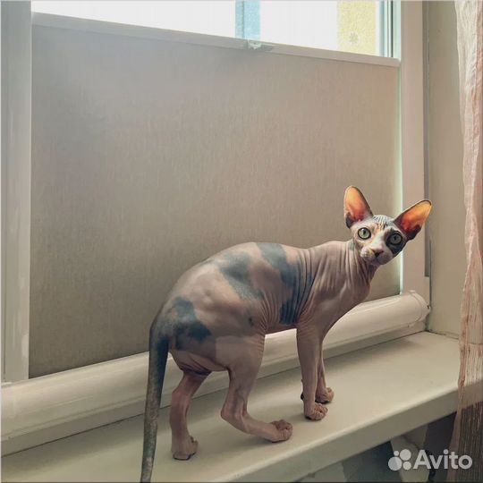 Рулонные шторы mini-Зебра