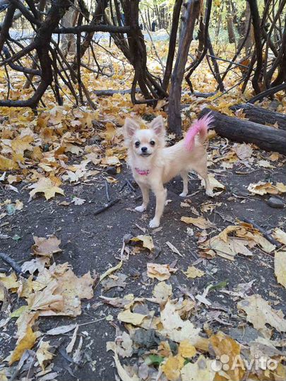 Стрижка собак