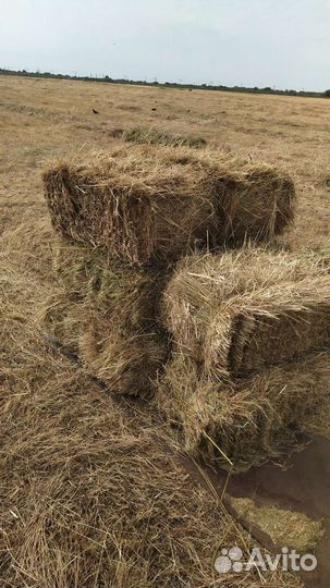 Сено луговое в тюках