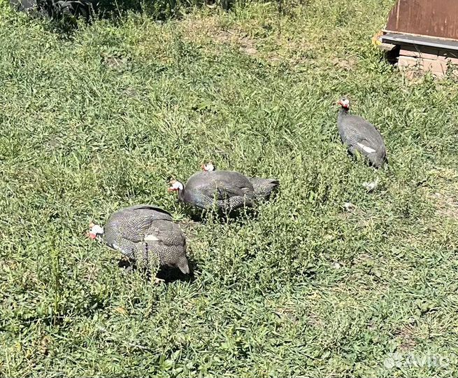 Цыплята цесарки