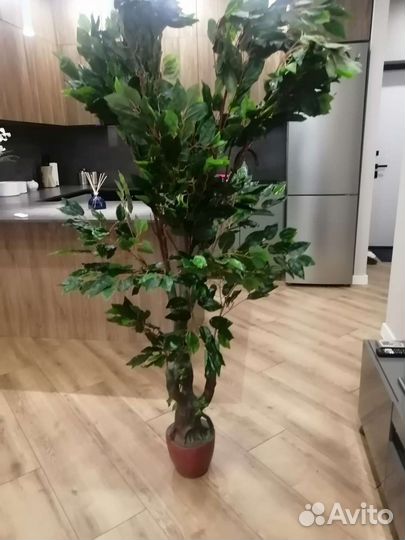 Фикус искусственный 170см
