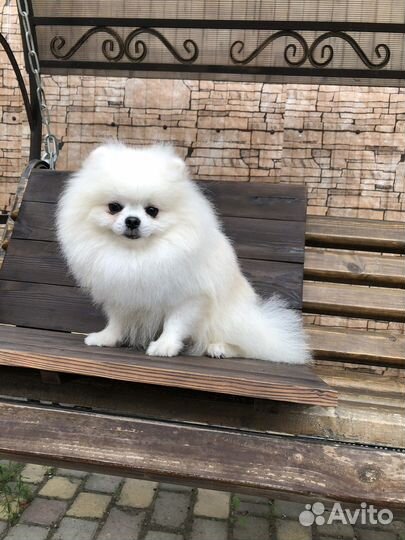 Груминг/ стрижка собак мелких пород