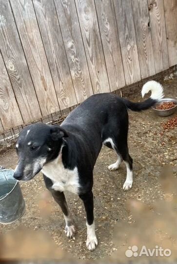 Собака в добрые руки