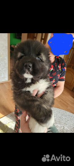 Щенки кавказской овчарки