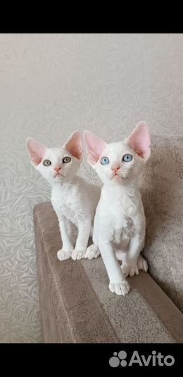 Котята Девон-рекс