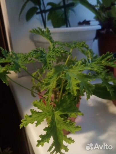 Пеларгония герань