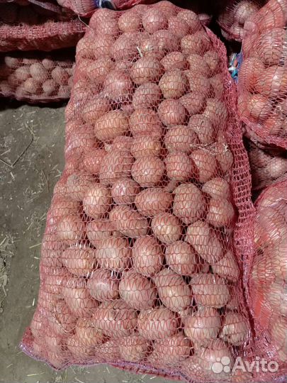 Семенной картофель