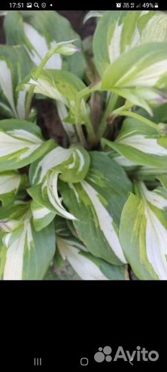 Многолетние цветы