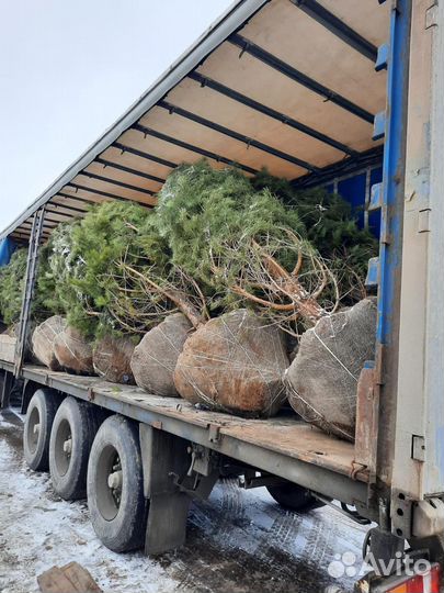 Сосна обыкновенная из питомника