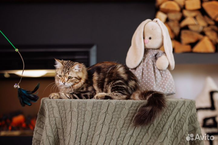 Леонора сибирский котенок