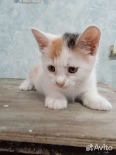 Котята в дар