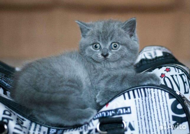 Британские голубые котята