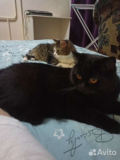Отдам кошечку и кота
