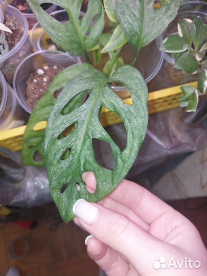 Монстеры, алоказии, ктенанты, маранты