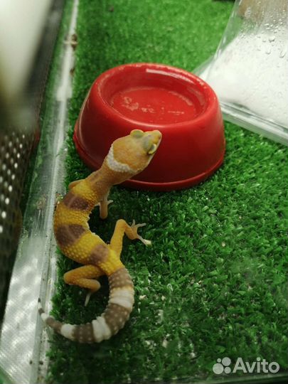 Геккон эублефар