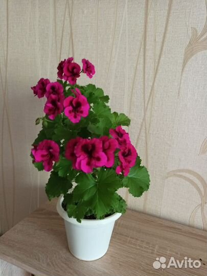 Пеларгония герань королевская. Забронировано