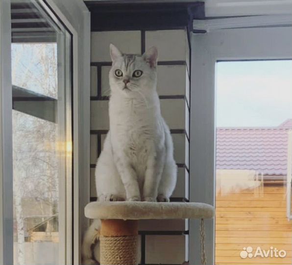 Коты в добрые руки