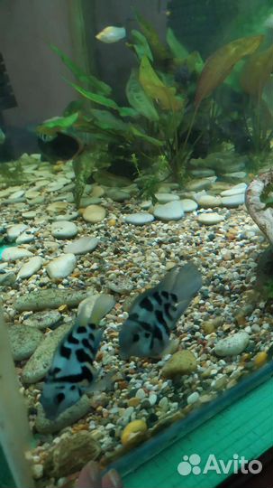 Гуппи ассорти