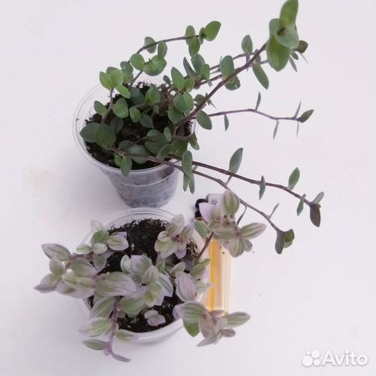 Комнатные растения цветы