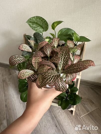 Комнатные растения цветы