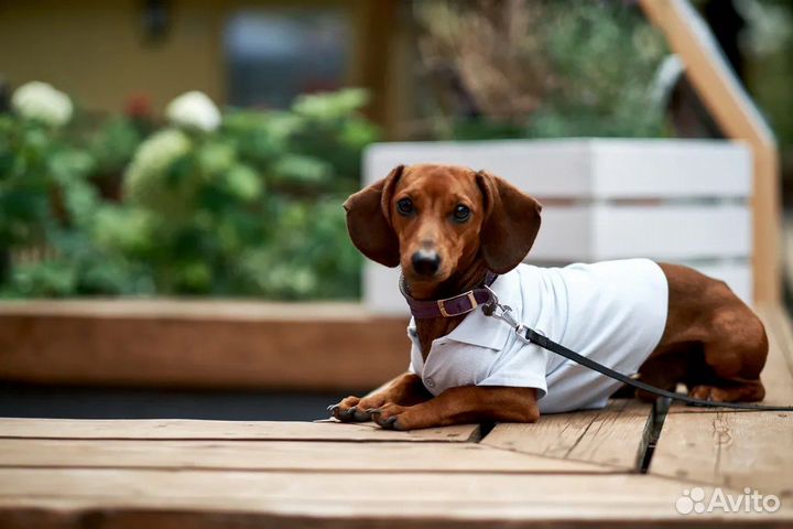 Такса вязка