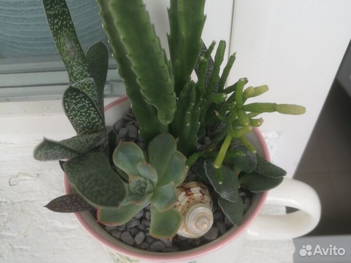 Суккуленты