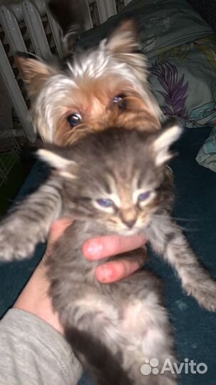 Отдам в добрые руки