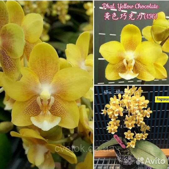 Орхидея фаленопсис