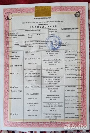 Котик для вязки порода серебристая шиншилла