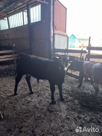 Коровы и телята