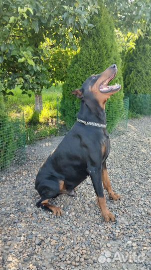 Собаки щенки добермана