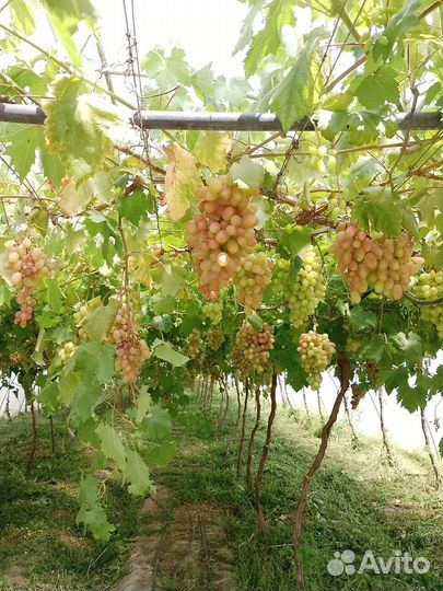Виноград преображение