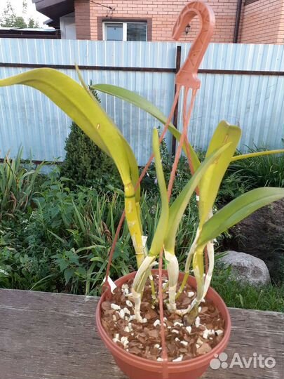 Орхидея каттлея Golf Green