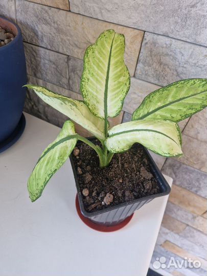 Дифинбахия