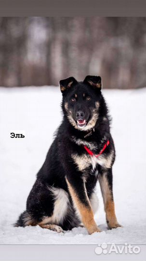 Смелый храбрый щенок