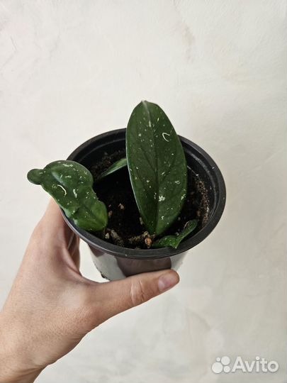 Сингониум, хойя, фикус, сциндапсус