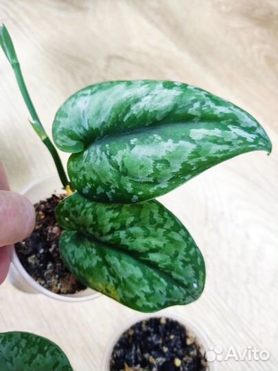 Сциндапсус Сильвер сплеш