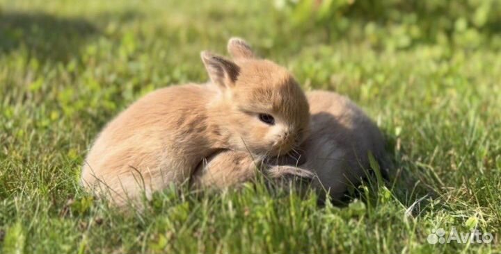 Декоративные Карликовые Кролики Самые Красивые