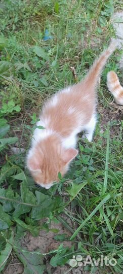 Котята отдадим бесплатно