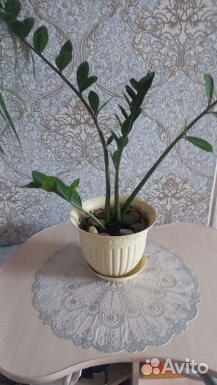 Замиокулькас