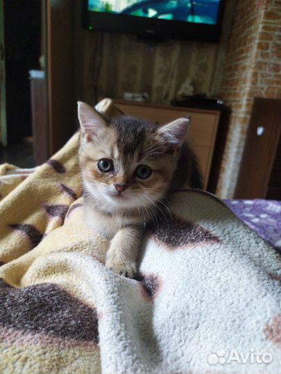 Британский котенок