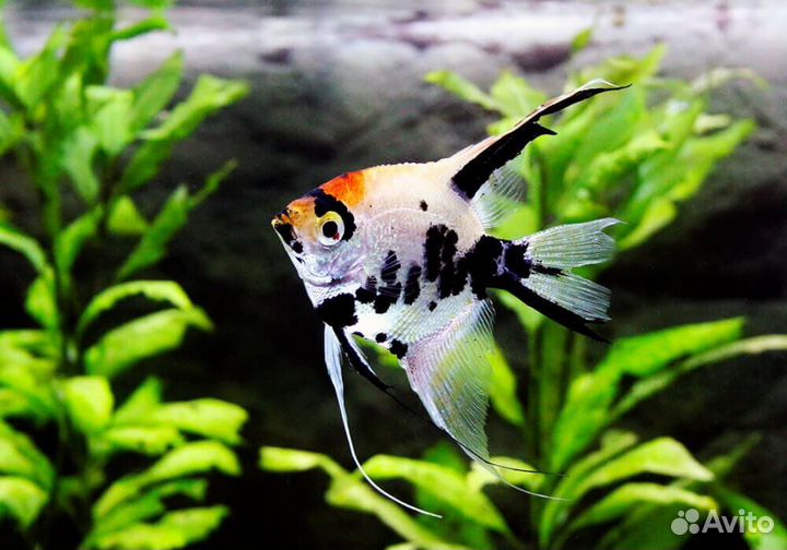 Аквариумные рыбки
