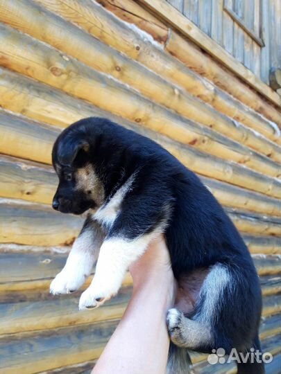 Щенки дворняжки мальчики