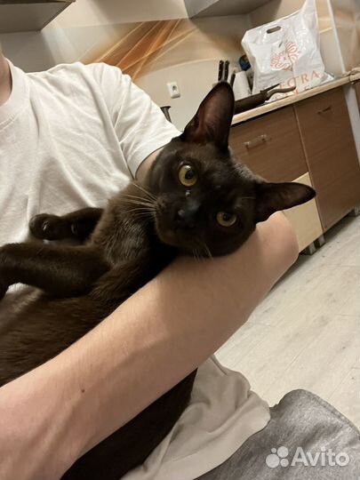 Передержка собак и кошек