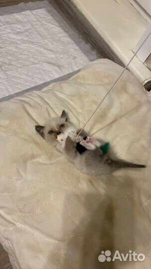 Котёнок невской маскорадной