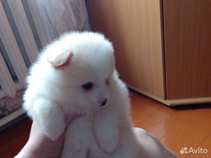 Собаки щенки шпиц